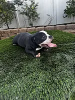 Roxy, a female American Bully for sale in Lake Elsinore, CA – 1 of 3