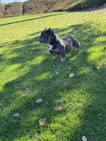 2, a female American Bully for sale in Lake Elsinore, CA – Photo 2 of 3
