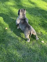 2, a female American Bully for sale in Lake Elsinore, CA – Photo 3 of 3