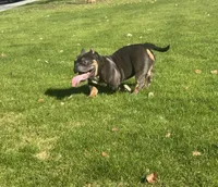2, a female American Bully for sale in Lake Elsinore, CA – Photo 1 of 3