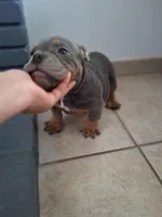 4, a male American Bully for sale in Lake Elsinore, CA – Photo 1 of 4