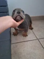 4, a male American Bully for sale in Lake Elsinore, CA – Photo 4 of 4