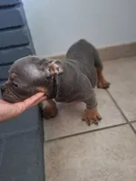 4, a male American Bully for sale in Lake Elsinore, CA – Photo 3 of 4