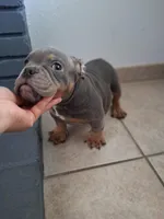 4, a male American Bully for sale in Lake Elsinore, CA – Photo 2 of 4