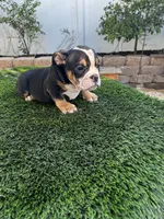 Chiquis, a female American Bully for sale in Lake Elsinore, CA – 3 of 5