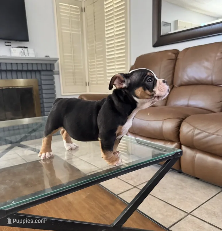 Chiquis – American Bully puppy for sale in Lake Elsinore, CA