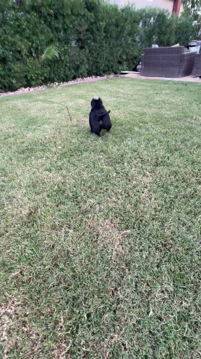 Roxy , a female American Bully for sale in Lake Elsinore, CA – 6 of 7