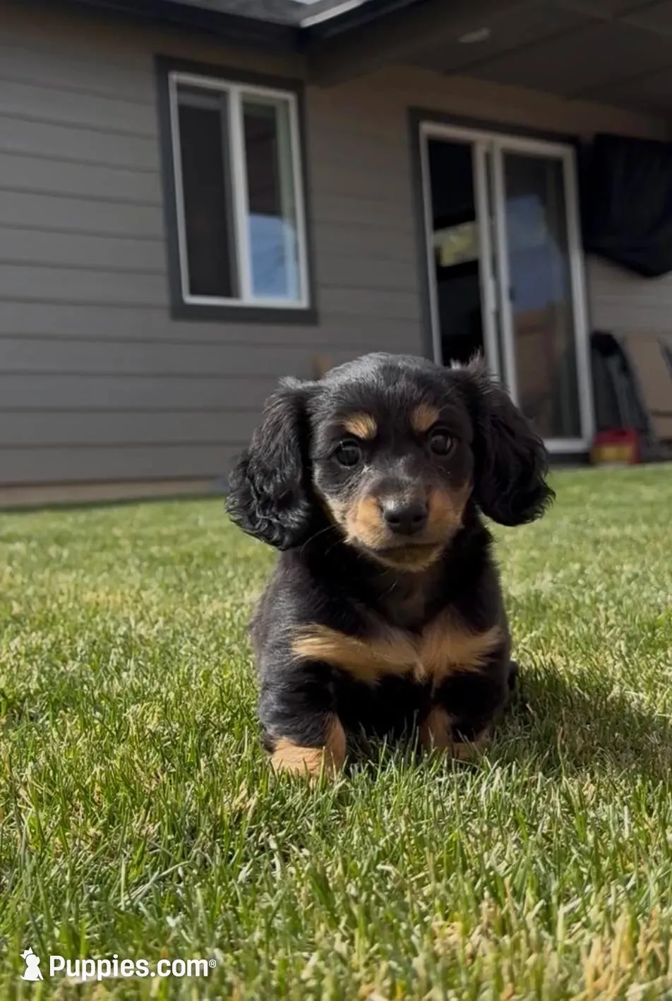 Lady, a female Miniature Dachshund for sale in Redmond, OR – Photo 2 of 3