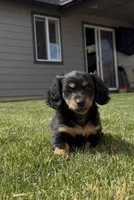 Bullet , a female Miniature Dachshund for sale in Redmond, OR – Photo 2 of 3