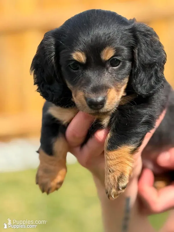 Bullet  – Miniature Dachshund puppy for sale in Redmond, OR