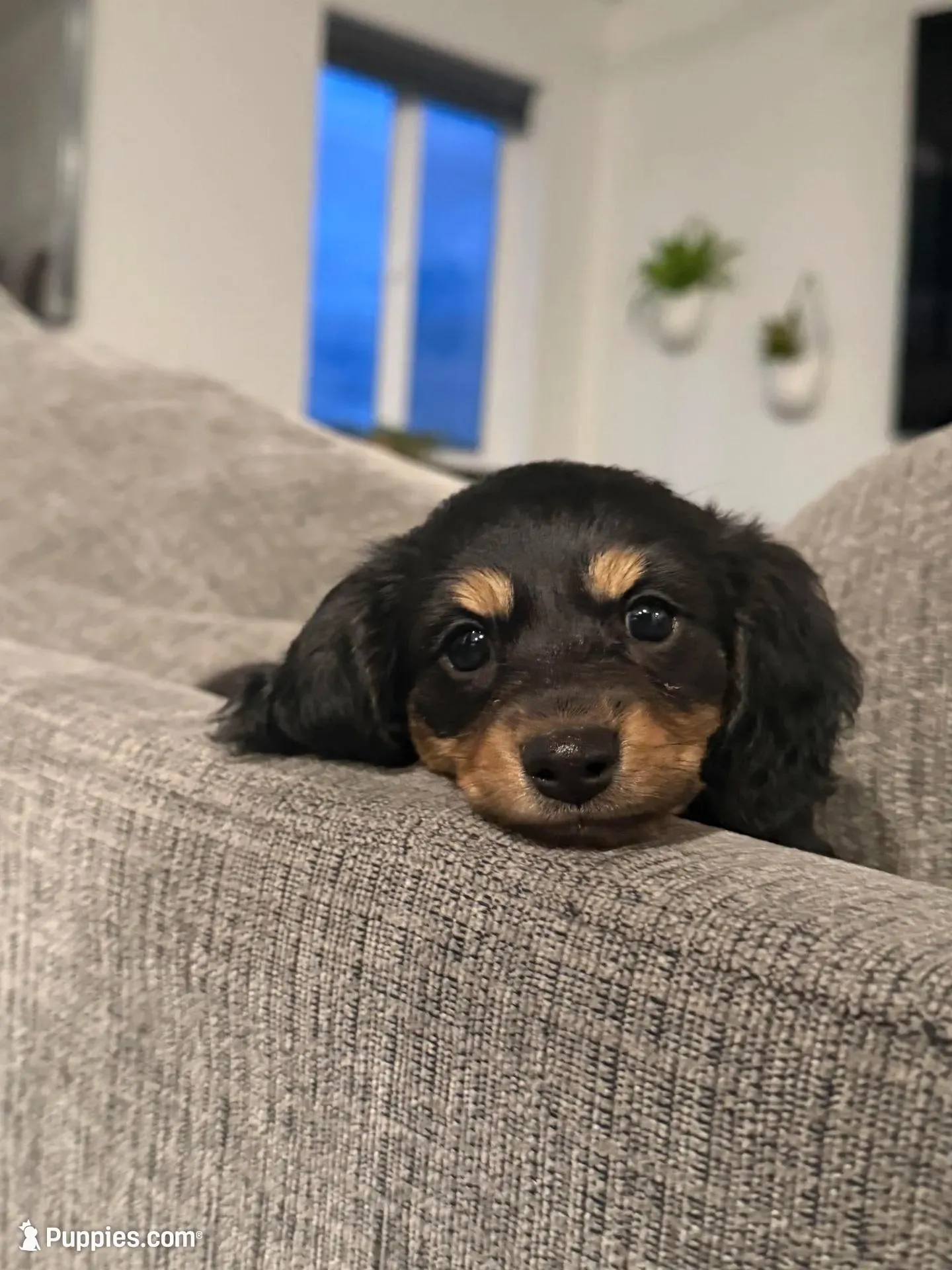 Bullet , a female Miniature Dachshund for sale in Redmond, OR – Photo 3 of 3