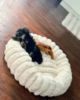Toy Yorkie, a male Yorkshire Terrier for sale in Los Angeles, CA – 2 of 2