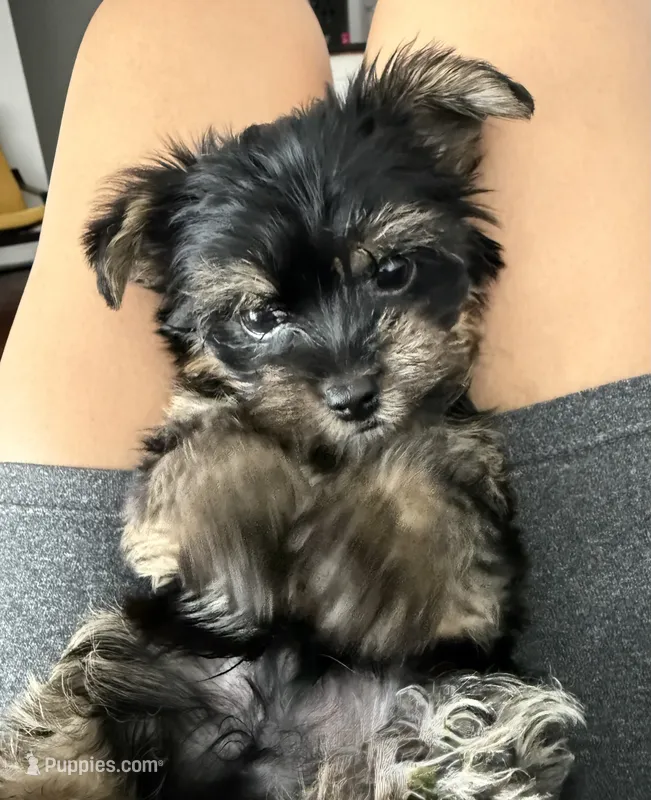 Toy Yorkie – Yorkshire Terrier puppy for sale in Los Angeles, CA