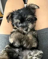 Toy Yorkie, a male Yorkshire Terrier for sale in Los Angeles, CA – 1 of 2