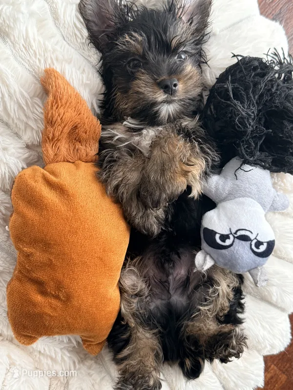 Toy Yorkie – Yorkshire Terrier puppy for sale in Los Angeles, CA