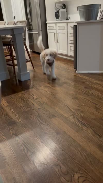 Prada, a male Miniature Goldendoodle for sale in Tampa, FL – 4 of 4