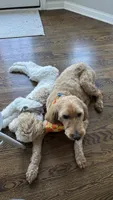 Prada, a male Miniature Goldendoodle for sale in Tampa, FL – 3 of 4