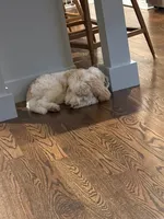 Prada, a male Miniature Goldendoodle for sale in Tampa, FL – 2 of 4