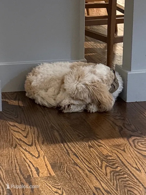 Prada – Miniature Goldendoodle puppy for sale in Tampa, FL