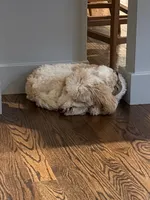 Prada, a male Miniature Goldendoodle for sale in Tampa, FL – 1 of 4