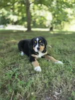 AMELIA'S AKC PINK , a female Bernese Mountain Dog for sale in Piedmont, MO – 2 of 4