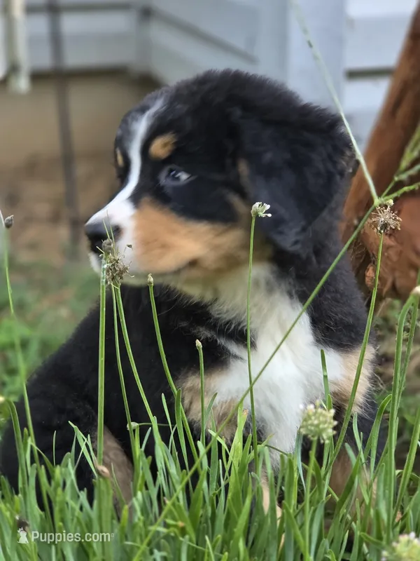 AMELIA'S AKC ADELE  – Bernese Mountain Dog puppy for sale in Piedmont, MO