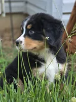 AMELIA'S AKC ADELE , a female Bernese Mountain Dog for sale in Piedmont, MO – 3 of 4