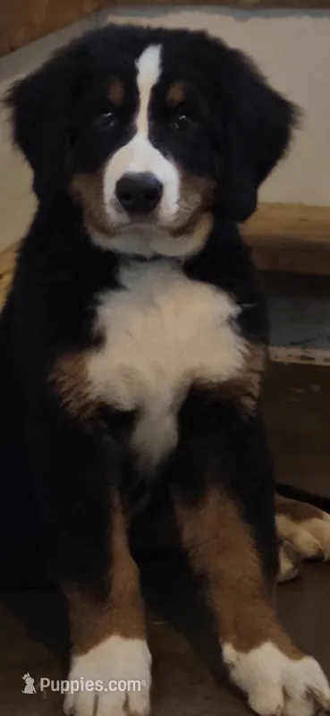 AMELIA'S AKC STING  – Bernese Mountain Dog puppy for sale in Piedmont, MO
