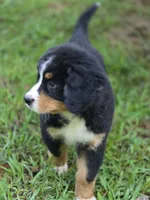AMELIA'S AKC ADELE , a female Bernese Mountain Dog for sale in Piedmont, MO – 2 of 4