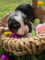 Amelia's Akc blue collar male , a male Bernese Mountain Dog for sale in Piedmont, MO – Photo 1 of 4