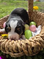 Amelia's Akc blue collar male , a male Bernese Mountain Dog for sale in Piedmont, MO – Photo 2 of 4