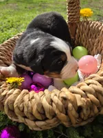 Amelia's Akc blue collar male , a male Bernese Mountain Dog for sale in Piedmont, MO – Photo 4 of 4