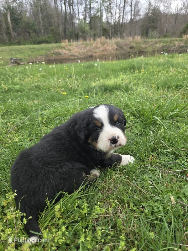 AMELIA'S AKC MAX – Bernese Mountain Dog puppy for sale in Piedmont, MO