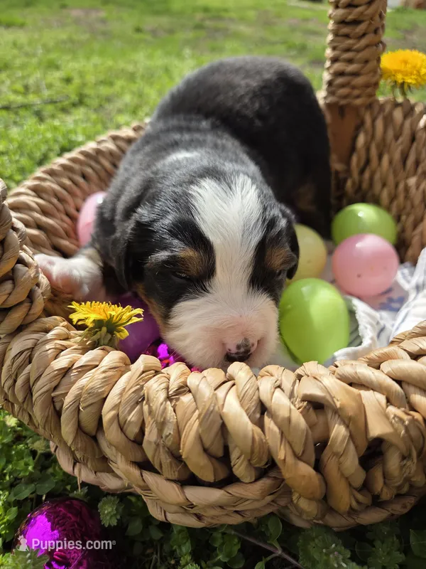 AMELIA'S Akc blue collar male  – Bernese Mountain Dog puppy for sale in Piedmont, MO