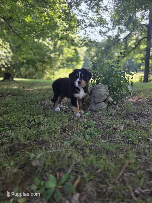 AMELIA'S AKC PINK  – Bernese Mountain Dog puppy for sale in Piedmont, MO