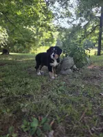 AMELIA'S AKC PINK , a female Bernese Mountain Dog for sale in Piedmont, MO – 1 of 4