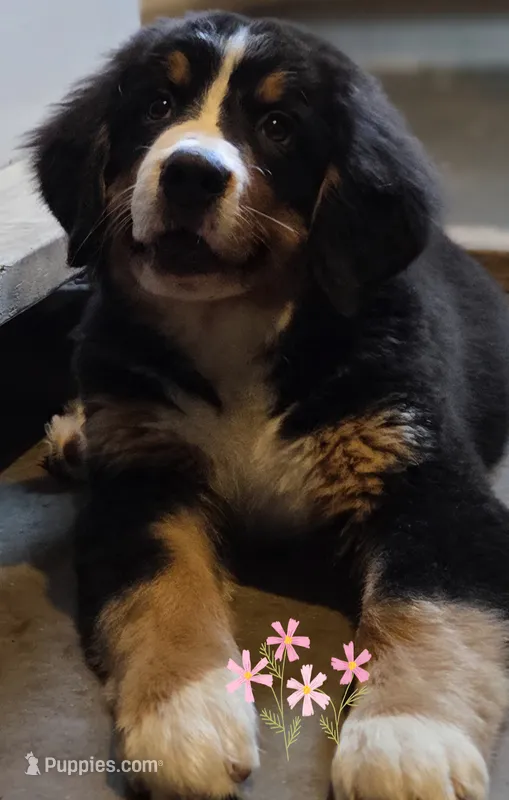 AMELIA'S AKC ADELE  – Bernese Mountain Dog puppy for sale in Piedmont, MO