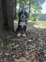 AMELIA'S AKC STING , a male Bernese Mountain Dog for sale in Piedmont, MO – 2 of 3