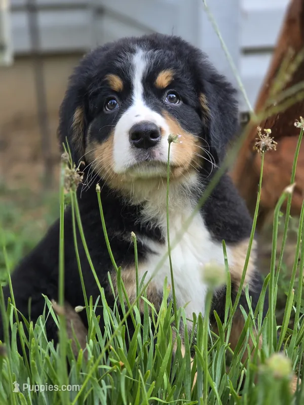 AMELIA'S AKC ADELE  – Bernese Mountain Dog puppy for sale in Piedmont, MO