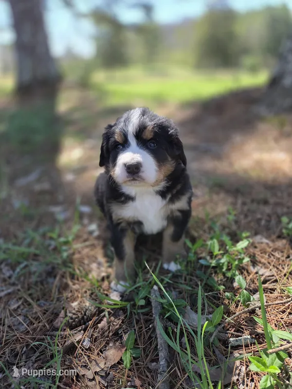 AMELIA'S AKC CRYSTAL  – Bernese Mountain Dog puppy for sale in Piedmont, MO