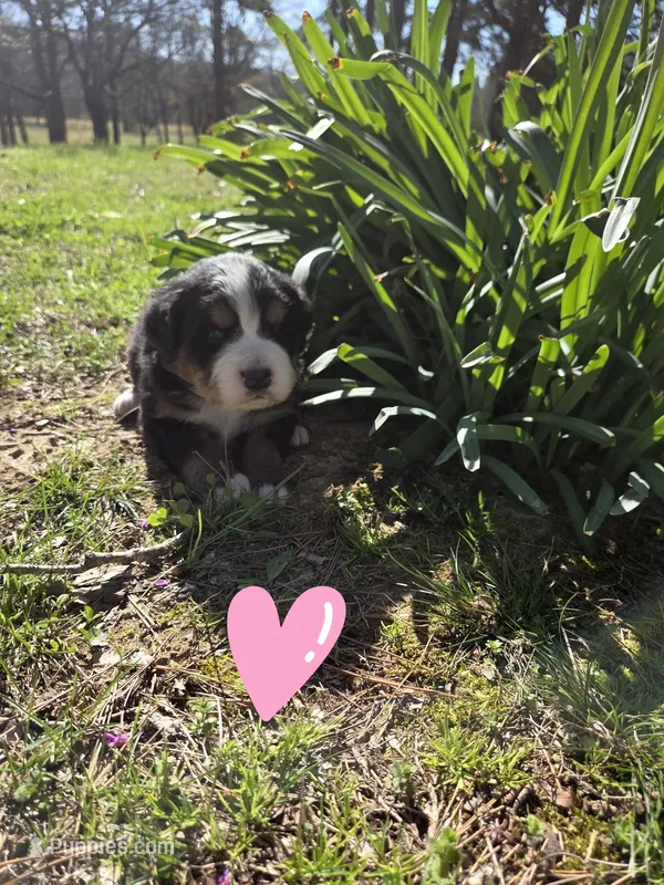 AMELIA'S AKC CRYSTAL  – Bernese Mountain Dog puppy for sale in Piedmont, MO