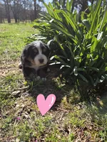 Amelia's Akc Crystal , a female Bernese Mountain Dog for sale in Piedmont, MO – Photo 3 of 4