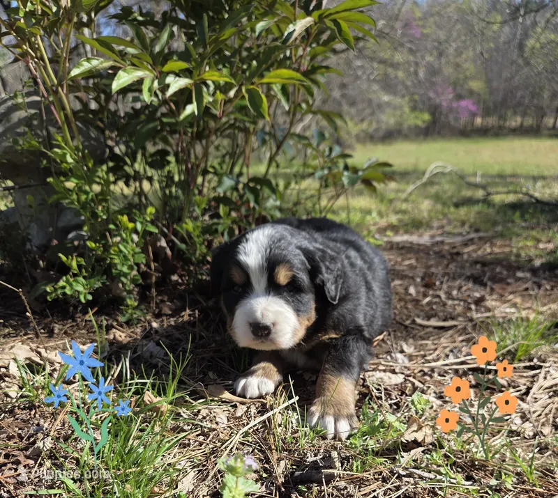 Amelia's Akc Crystal  – Bernese Mountain Dog puppy for sale in Piedmont, MO