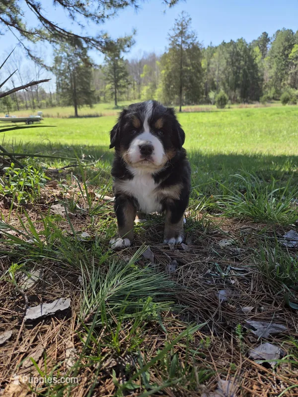 AMELIA'S AKC CRYSTAL  – Bernese Mountain Dog puppy for sale in Piedmont, MO