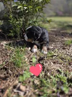 Amelia's Akc Crystal , a female Bernese Mountain Dog for sale in Piedmont, MO – Photo 2 of 4