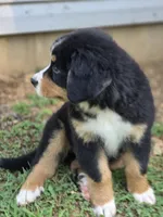 AMELIA'S AKC ADELE , a female Bernese Mountain Dog for sale in Piedmont, MO – 4 of 4