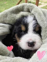 AMELIA'S AKC ANNIE , a female Bernese Mountain Dog for sale in Piedmont, MO – Photo 4 of 8