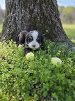 Amelia's Akc ANNIE , a female Bernese Mountain Dog for sale in Piedmont, MO – Photo 5 of 9