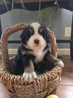 AMELIA'S AKC ANNIE , a female Bernese Mountain Dog for sale in Piedmont, MO – Photo 1 of 8