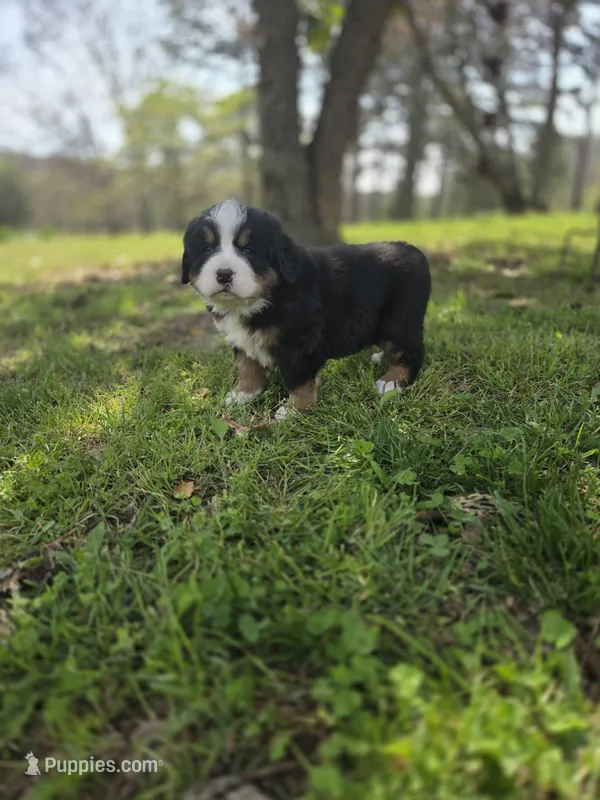 AMELIA'S AKC ANNIE  – Bernese Mountain Dog puppy for sale in Piedmont, MO